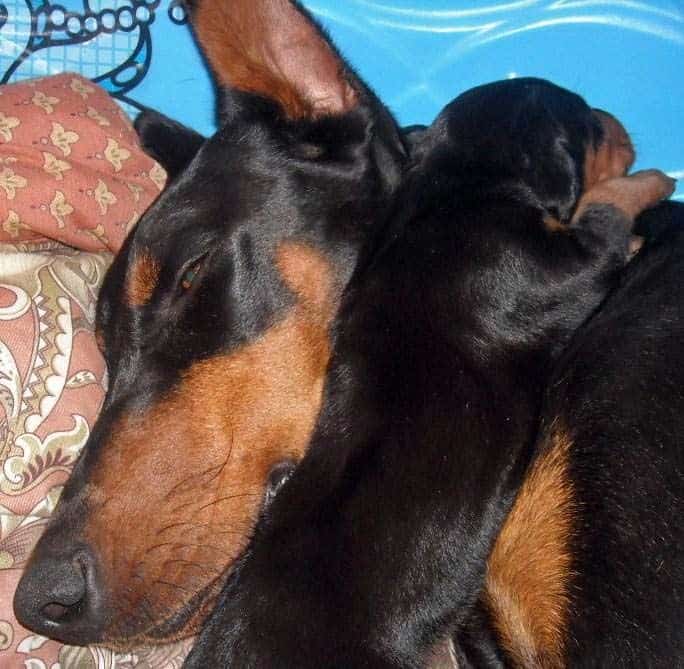 4 week old doberman pups black and rust, red and rust