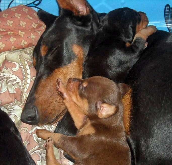 4 week old doberman pups black and rust, red and rust