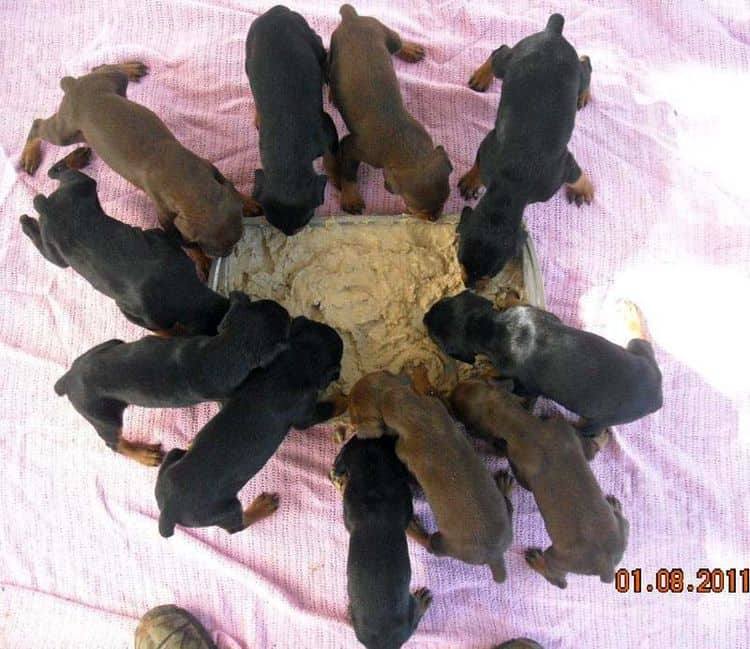 4 week old doberman pups black and rust, red and rust