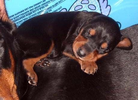 4 week old doberman pups black and rust, red and rust