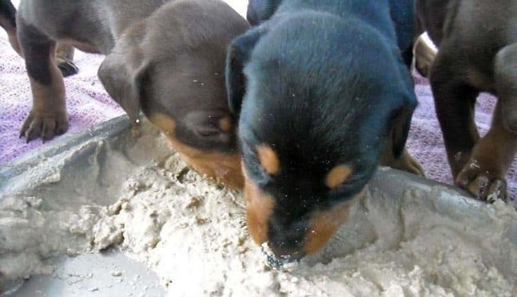 4 week old doberman pups black and rust, red and rust