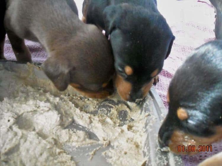 4 week old doberman pups black and rust, red and rust