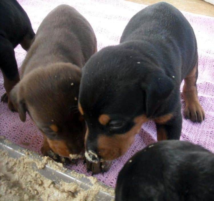 4 week old doberman pups black and rust, red and rust