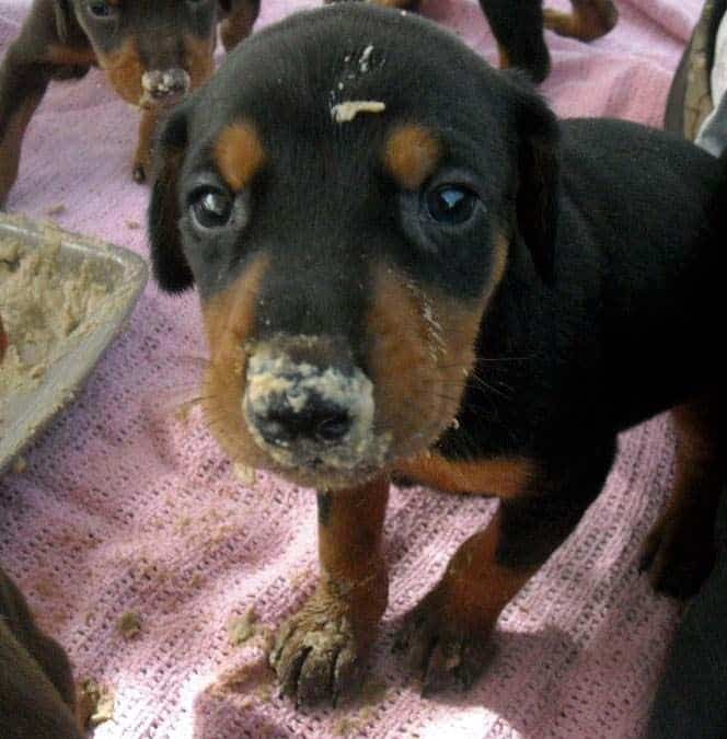 4 week old doberman pups black and rust, red and rust