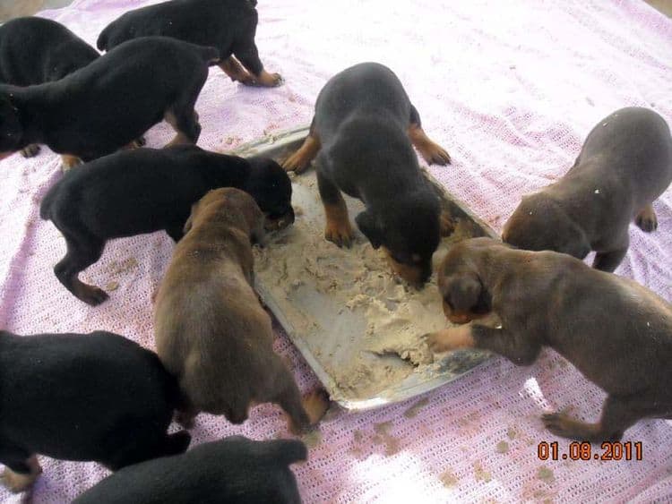 4 week old doberman pups black and rust, red and rust