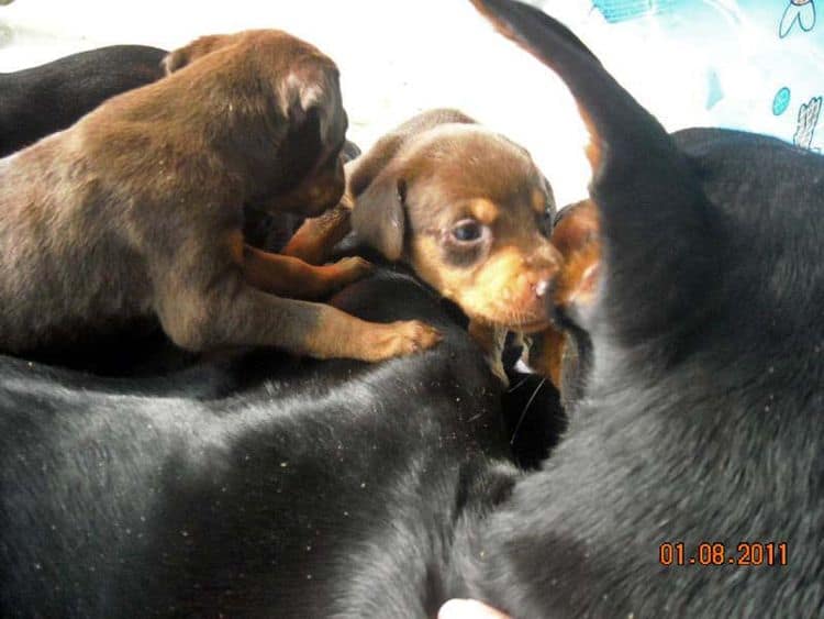 4 week old doberman pups black and rust, red and rust