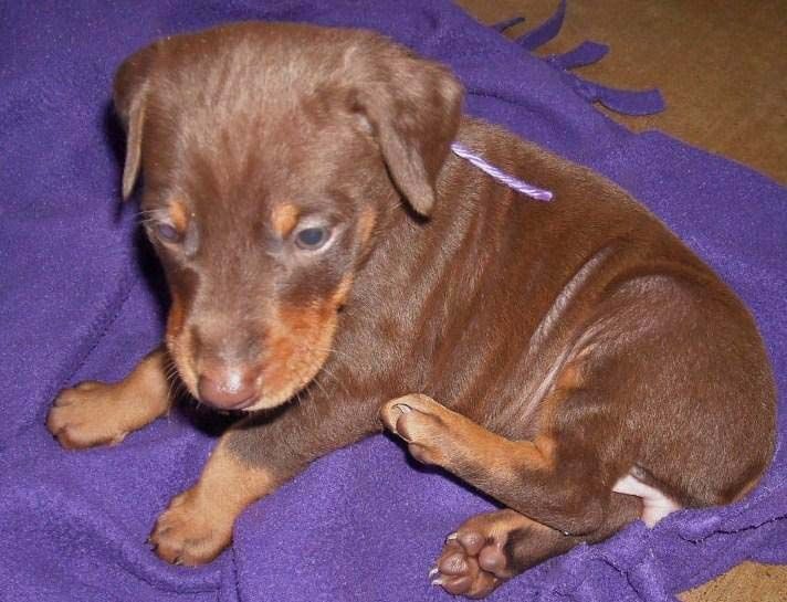 5 week old red and rust female doberman pup