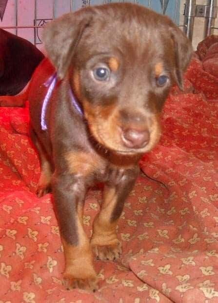 5 week old red and rust female doberman pup