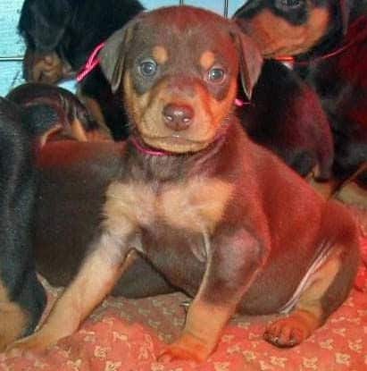 5 week old red and rust female doberman pup