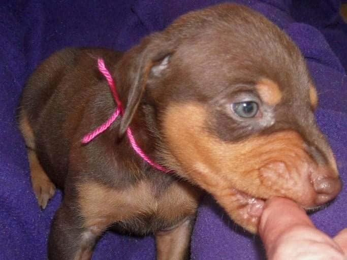 5 week old red and rust female doberman pup