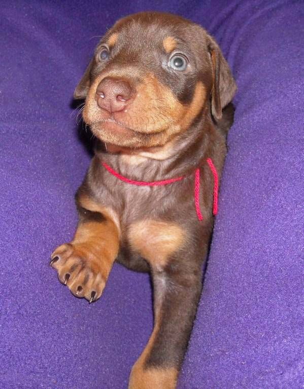 5 week old red and rust female doberman pup