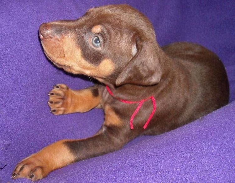 5 week old red and rust female doberman pup