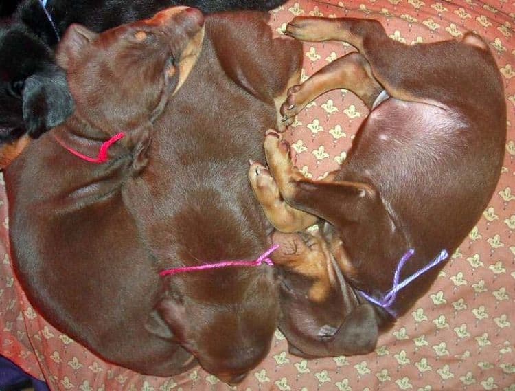 5 week old red and rust female doberman pups