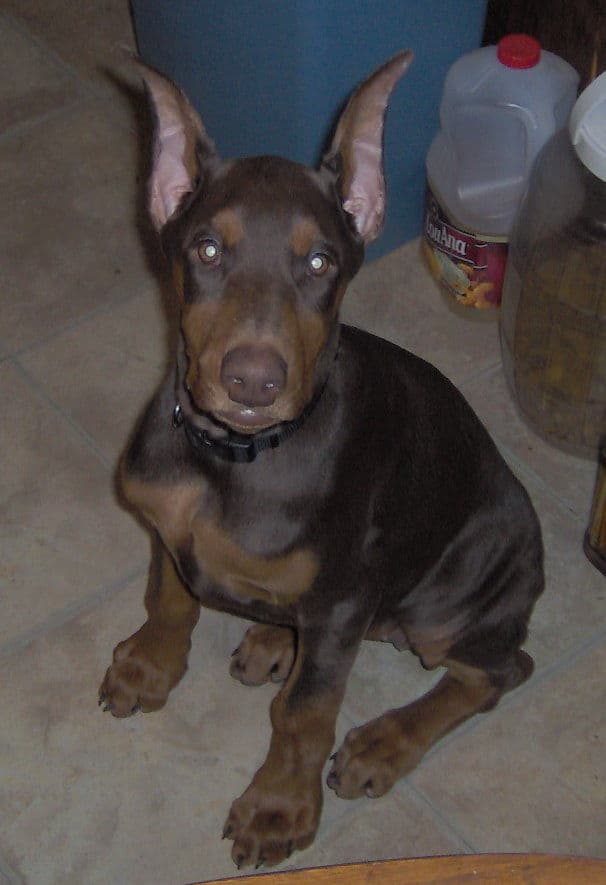 Doberman Pinscher puppy