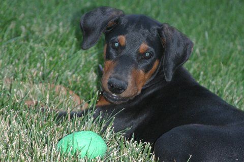 Doberman pups