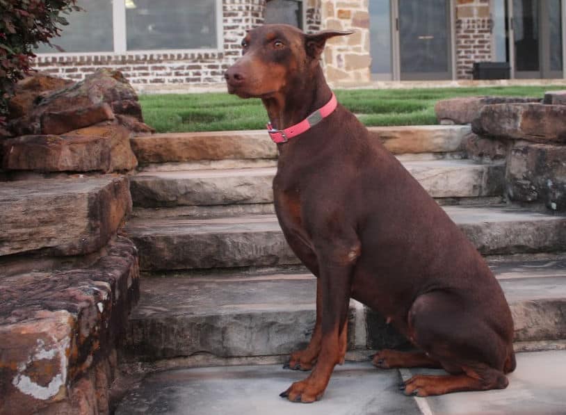 red and rust female doberman