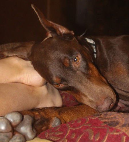 red and rust female doberman