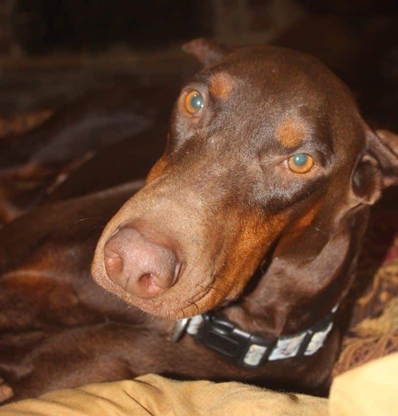 red and rust female doberman