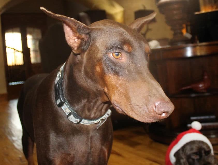 red and rust female doberman