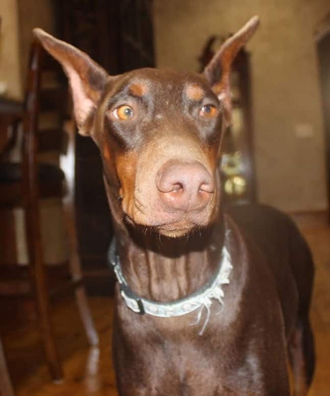 red and rust female doberman