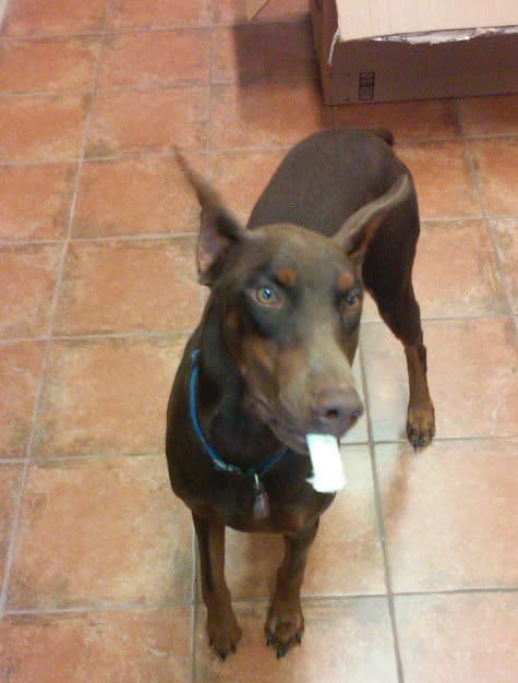 red and rust female doberman