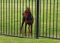 red and rust female doberman