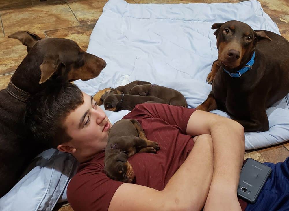 1 week old doberman puppies