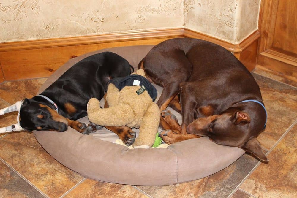 red and rust female doberman and black rust male doberman