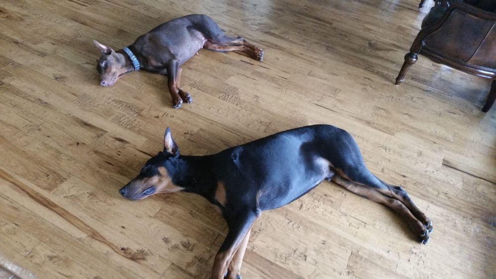 red and rust female doberman and black rust male doberman