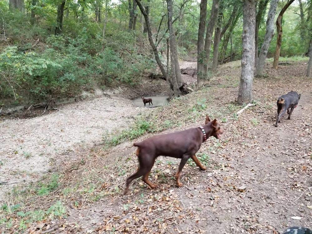 red and rust female doberman and her mother and blue and rust female doberman