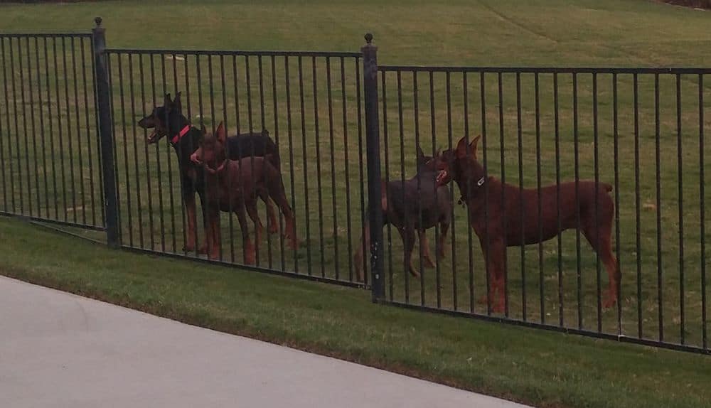 red and rust female doberman and her mother and black and rust male doberman