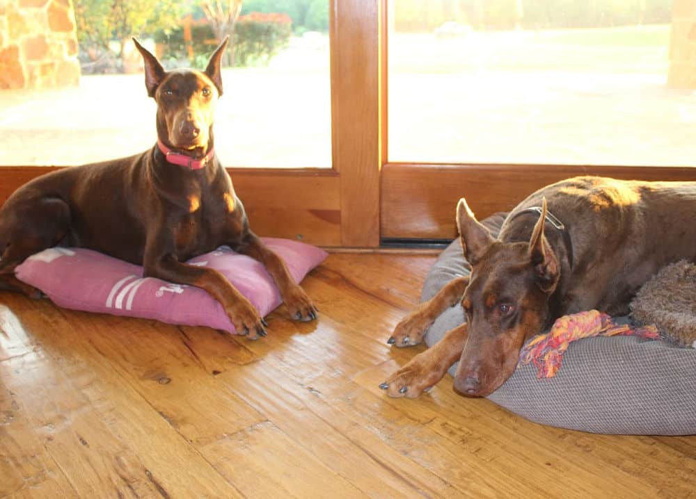 red and rust female doberman and her mother