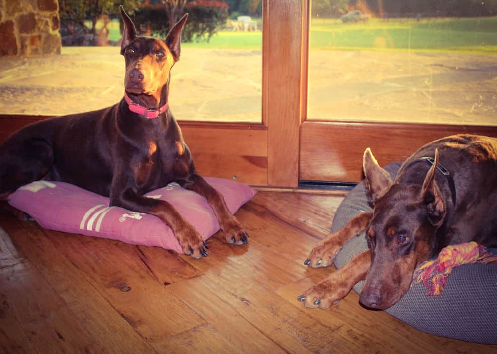 red and rust female doberman and her mother