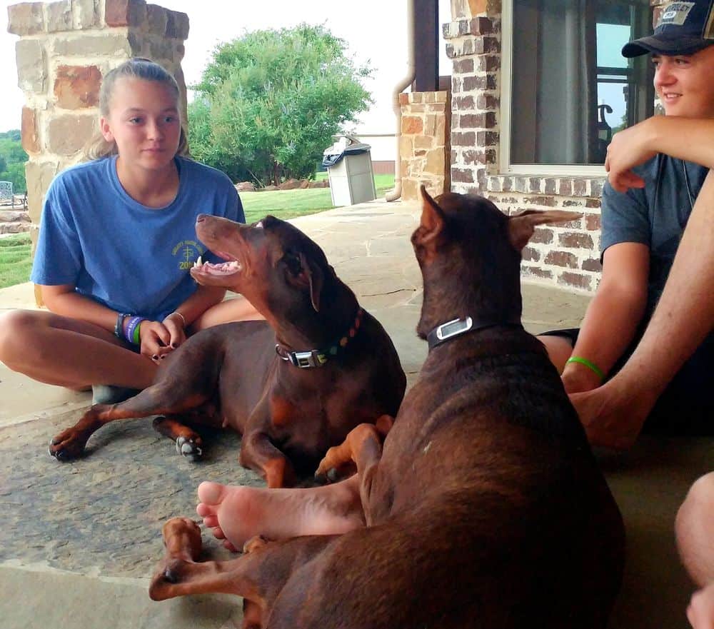 red and rust female doberman and her mother