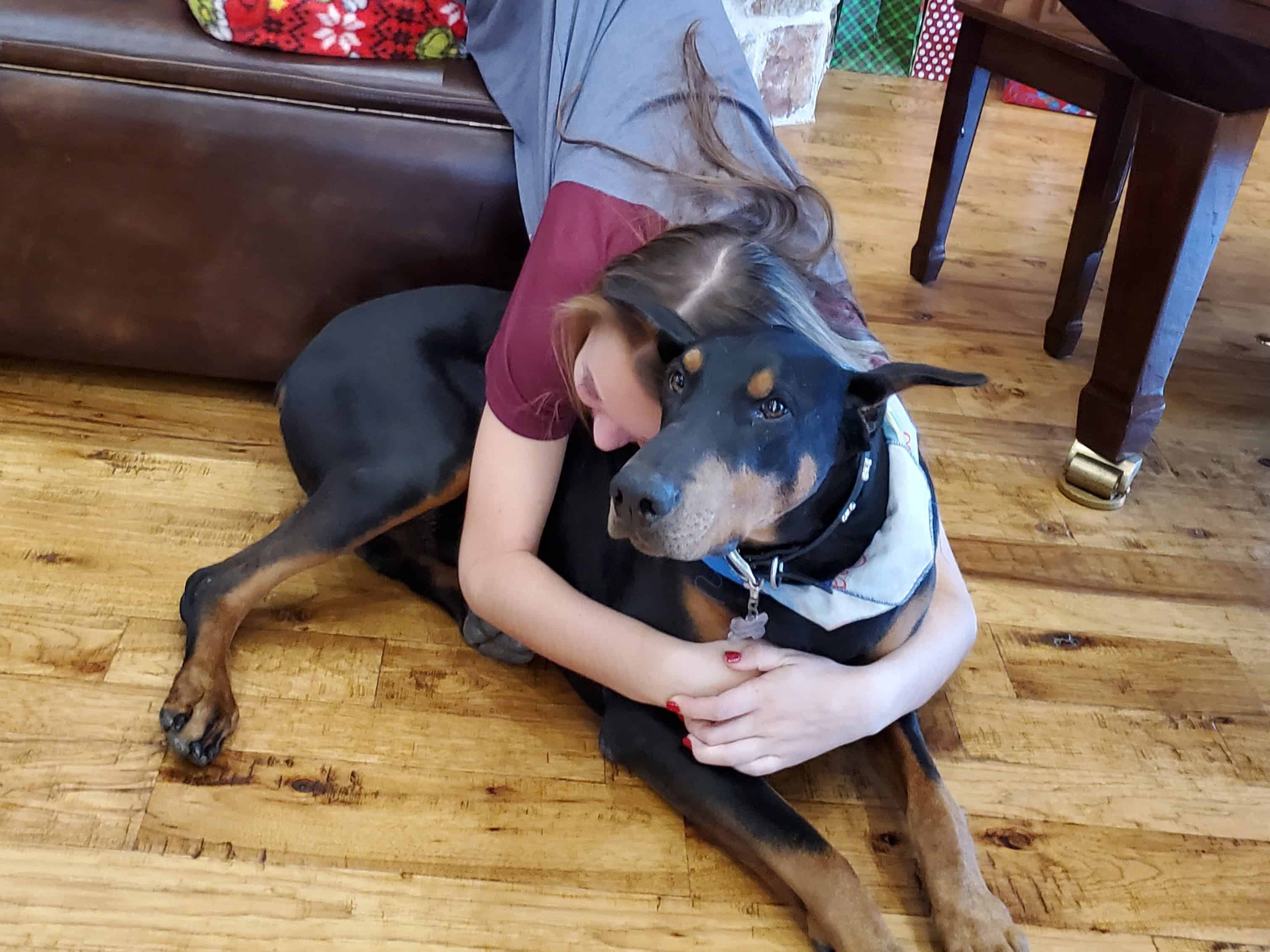 large black rust male doberman in the loving arms of his teenage owner