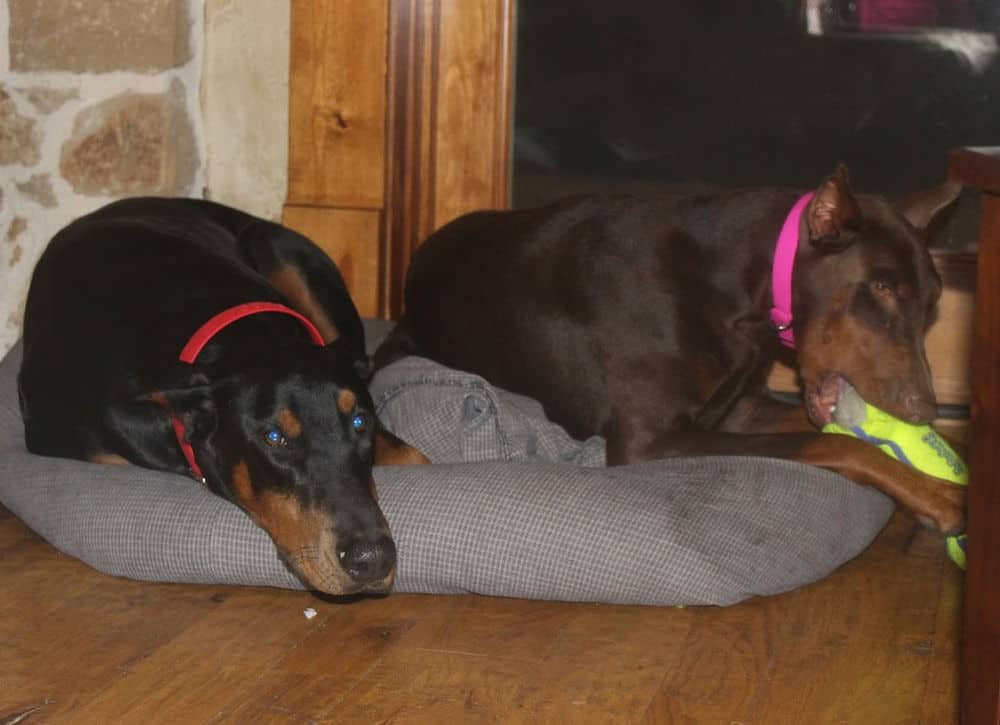 red and rust female doberman and black rust male doberman