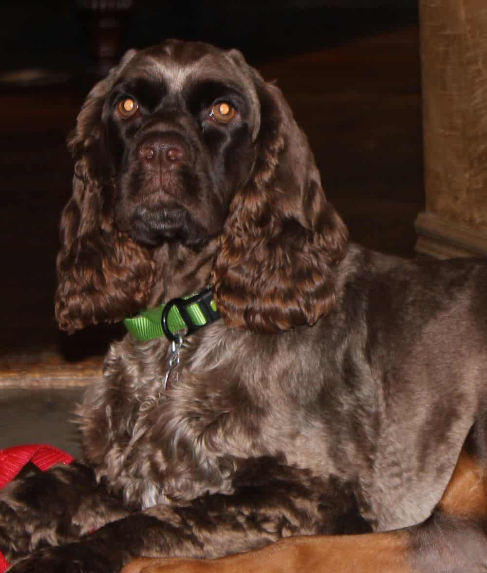 Cocker Spaniel