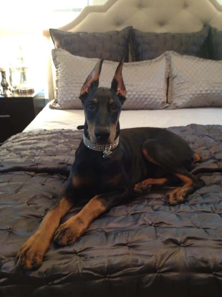 doberman black and rust male puppy