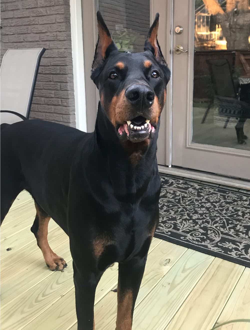 Black and rust male doberman sire