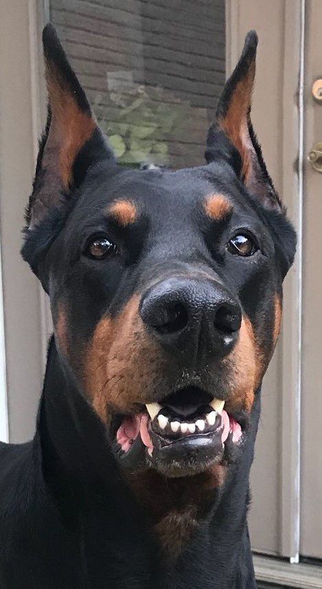 black and rust male doberman sire