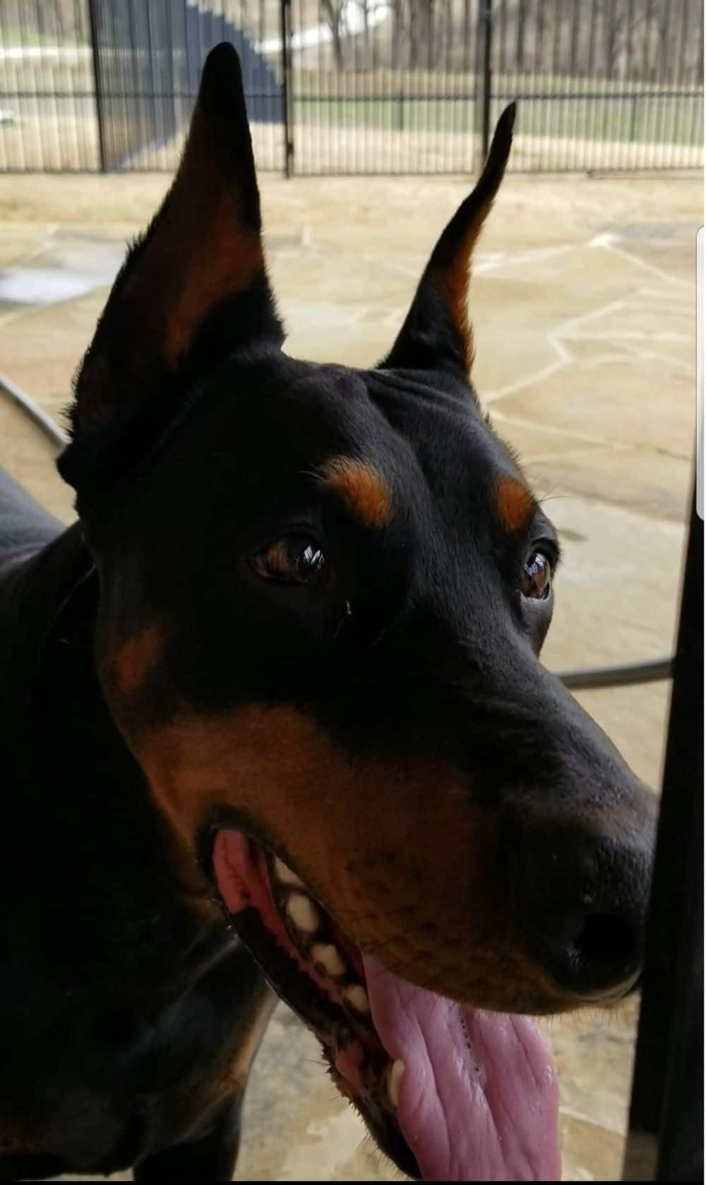 doberman black and rust male sire