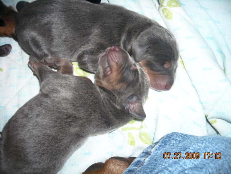 day old dobe puppies