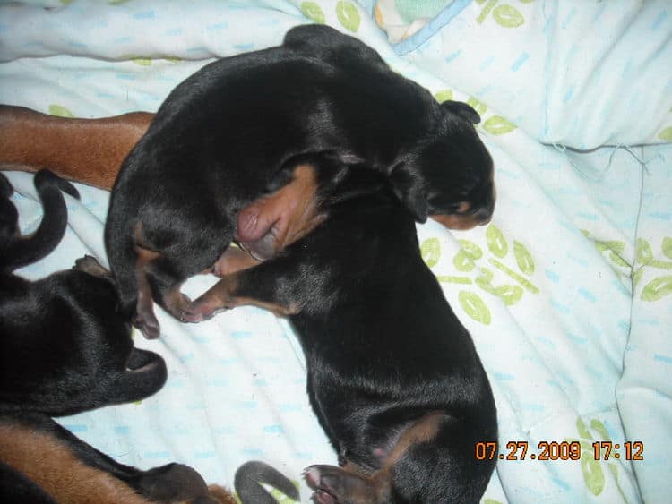 day old dobe puppies