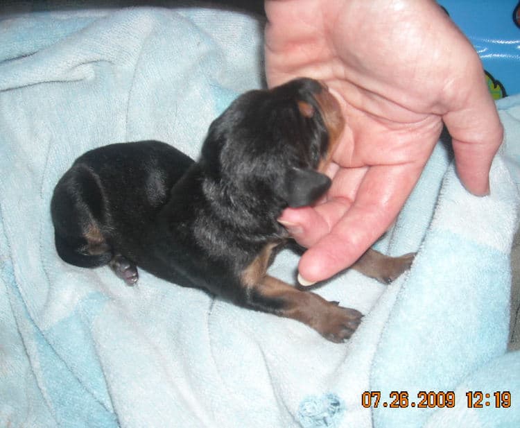 day old dobe puppy