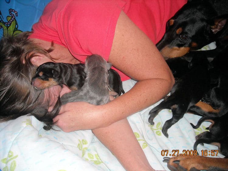 day old dobe puppies