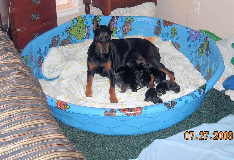 day old dobe puppies