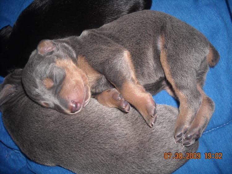 1st week old doberman puppy pictures