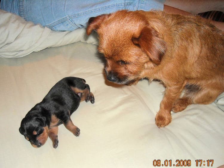 1st week old doberman puppy pictures