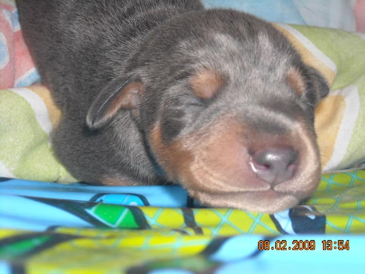 1st week old doberman puppy pictures