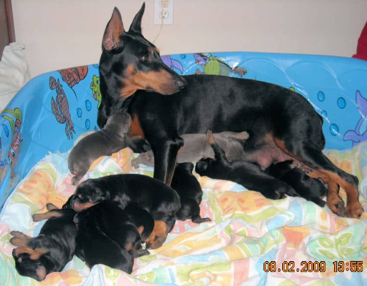 1st week old doberman puppy pictures